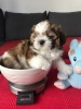 Yksek kalitede shih tzu yavrular