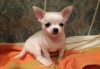 Yurtdisindan Minicik Chihuahua