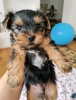 Yuva arayan gzel teacup yorkie