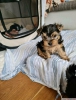 Yuva arayan gzel teacup yorkie